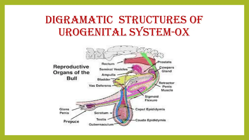 digramatic structures of urogenital system ox