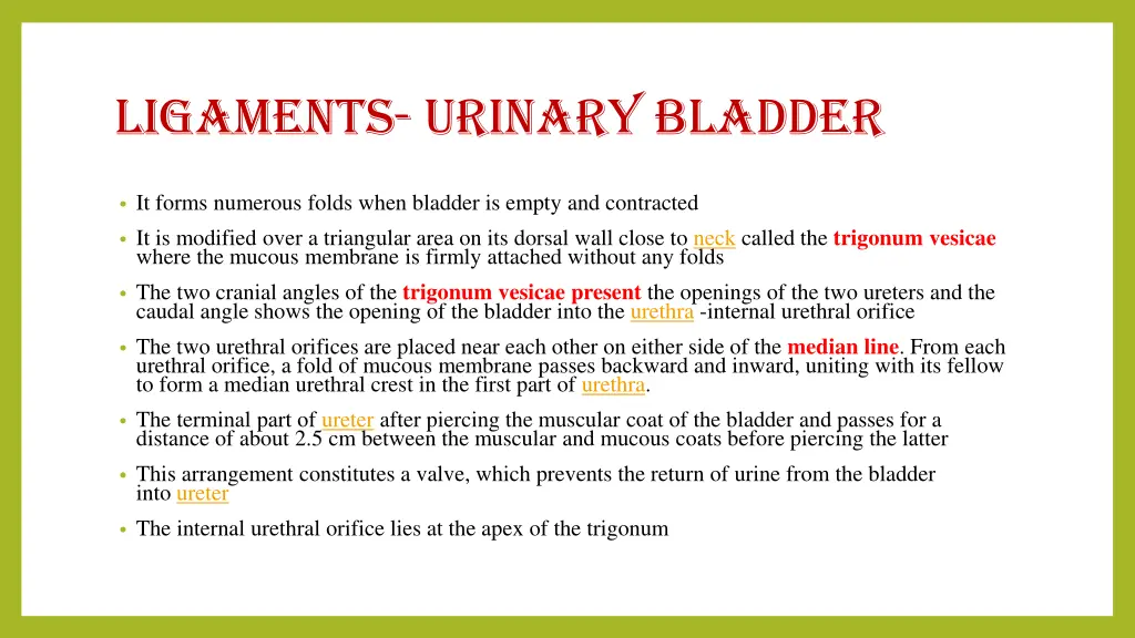 ligaments urinary bladder 1