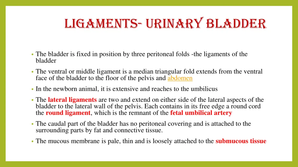 ligaments urinary bladder