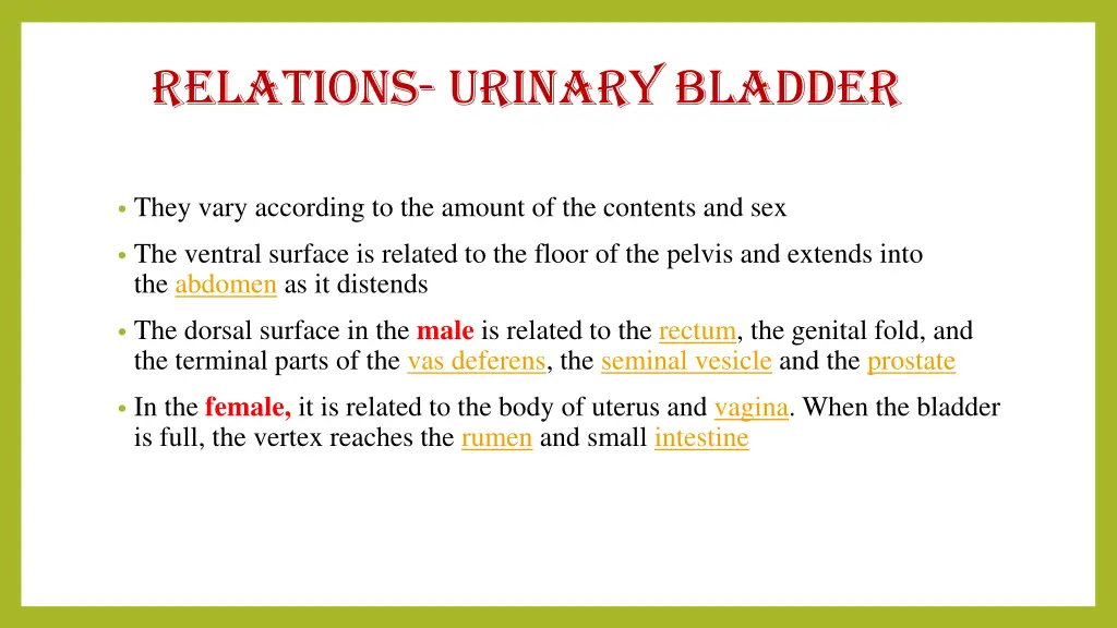 relations urinary bladder