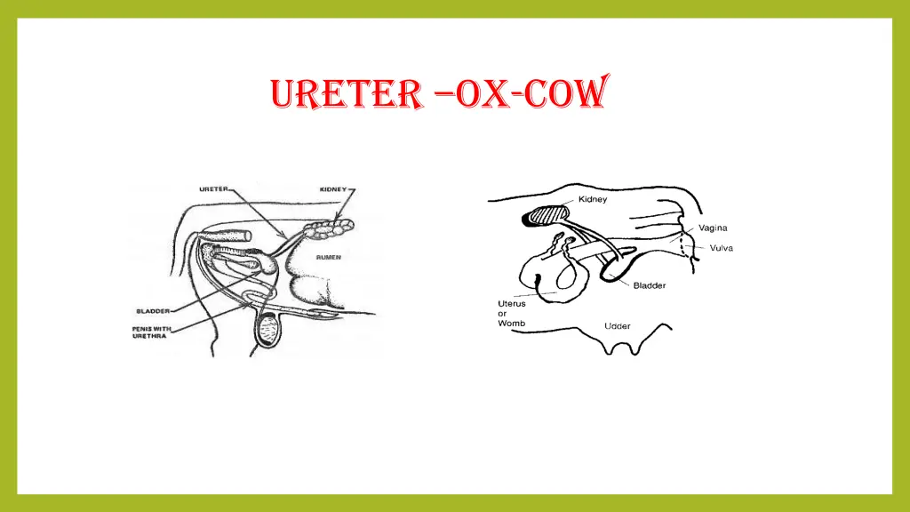 ureter ox cow