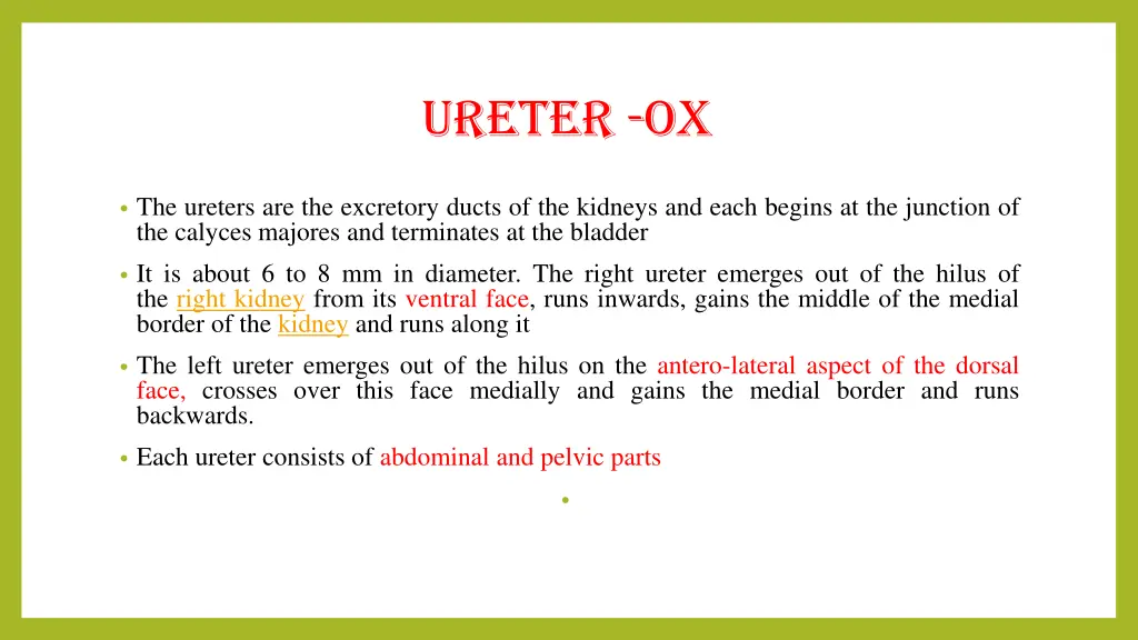 ureter ox