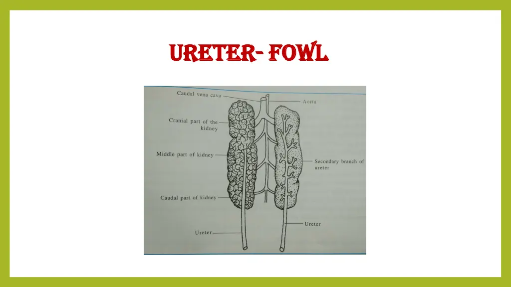 ureter ureter fowl