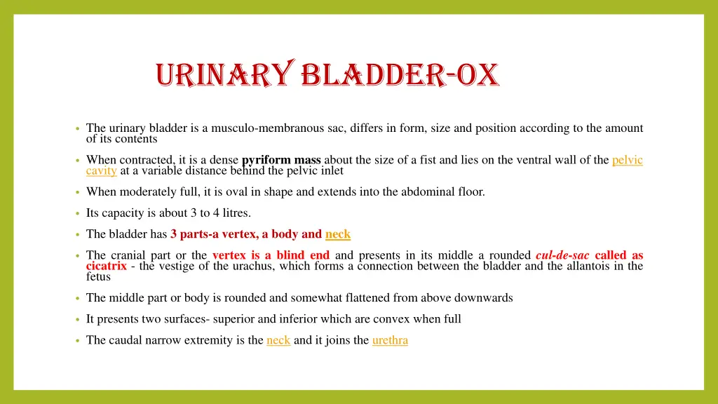 urinary bladder ox