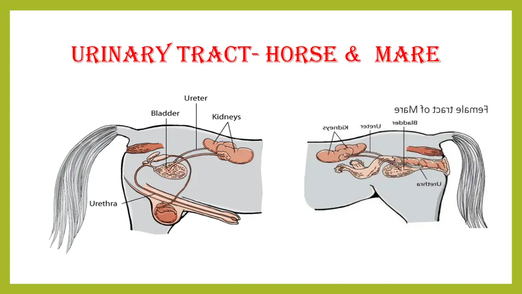 urinary tract h0rse mare