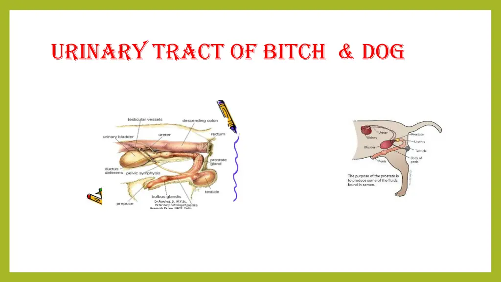 urinary tract of bitch dog 1