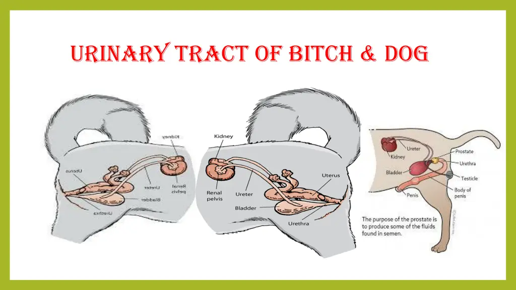 urinary tract of bitch dog