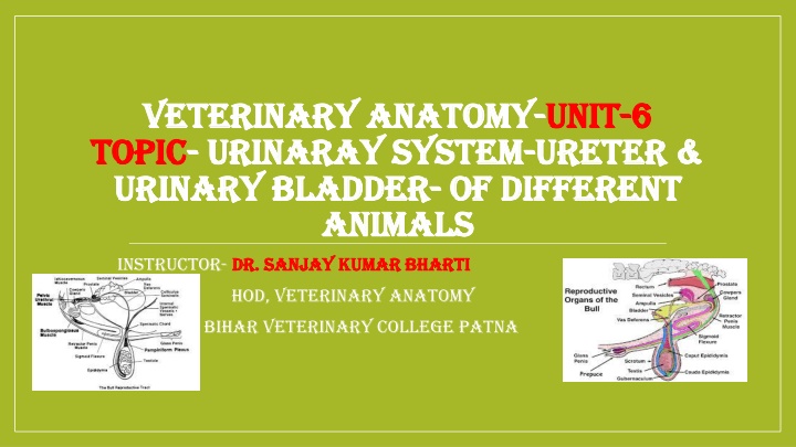 veterinary anatomy veterinary anatomy unit topic