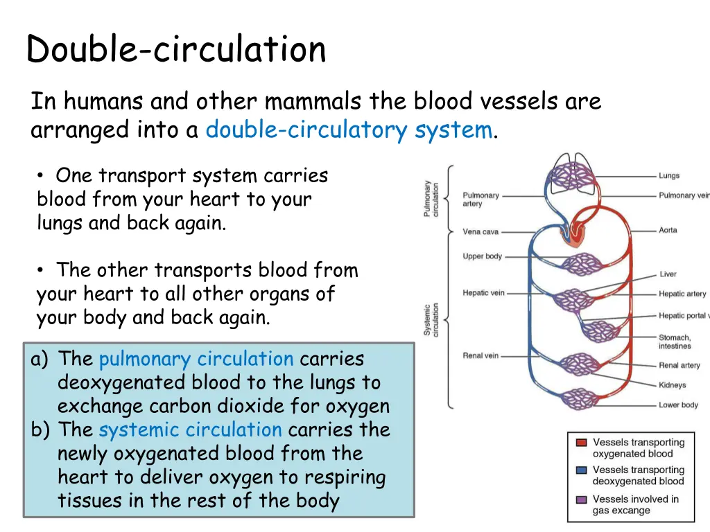 double circulation in humans and other mammals