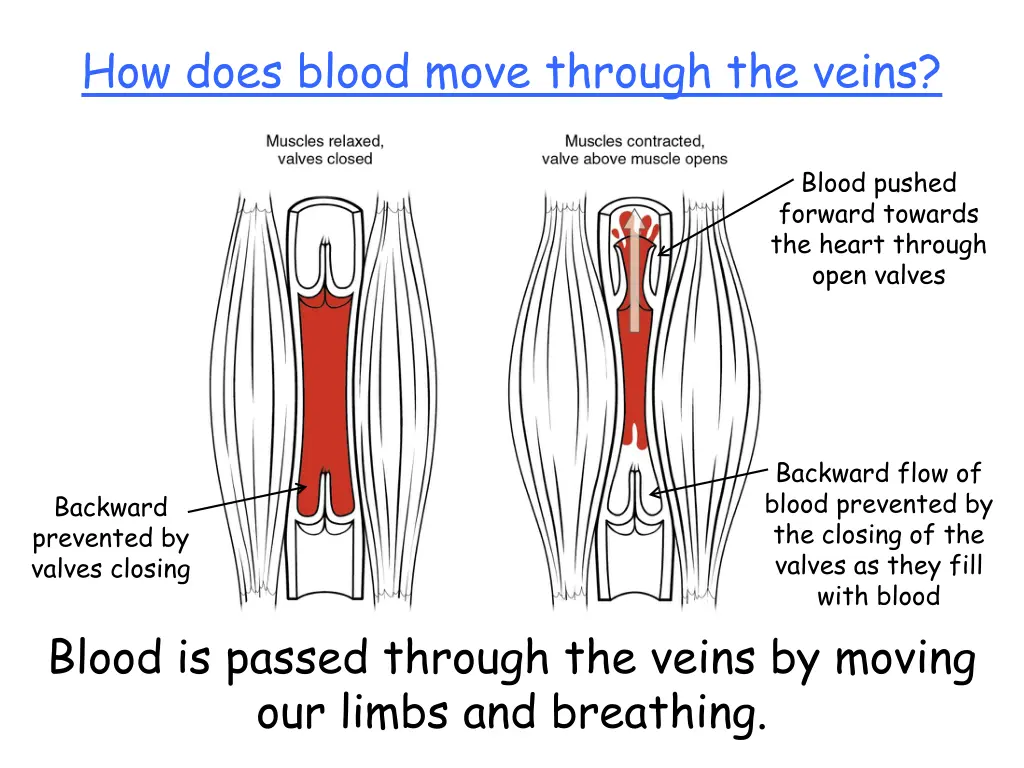 how does blood move through the veins