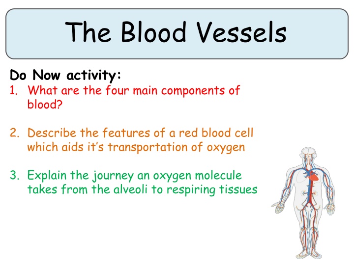 the blood vessels