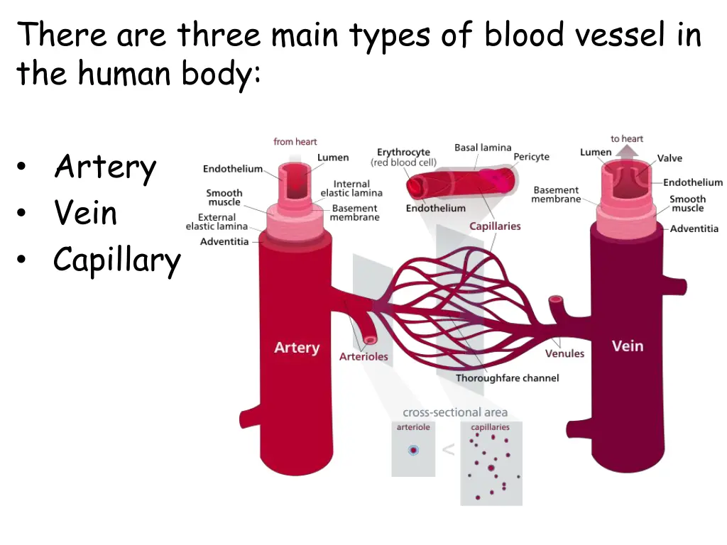 there are three main types of blood vessel