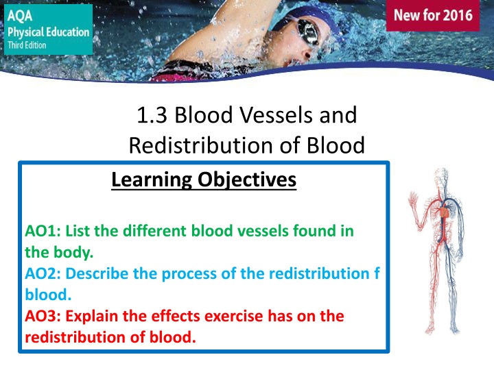 1 3 blood vessels and redistribution of blood