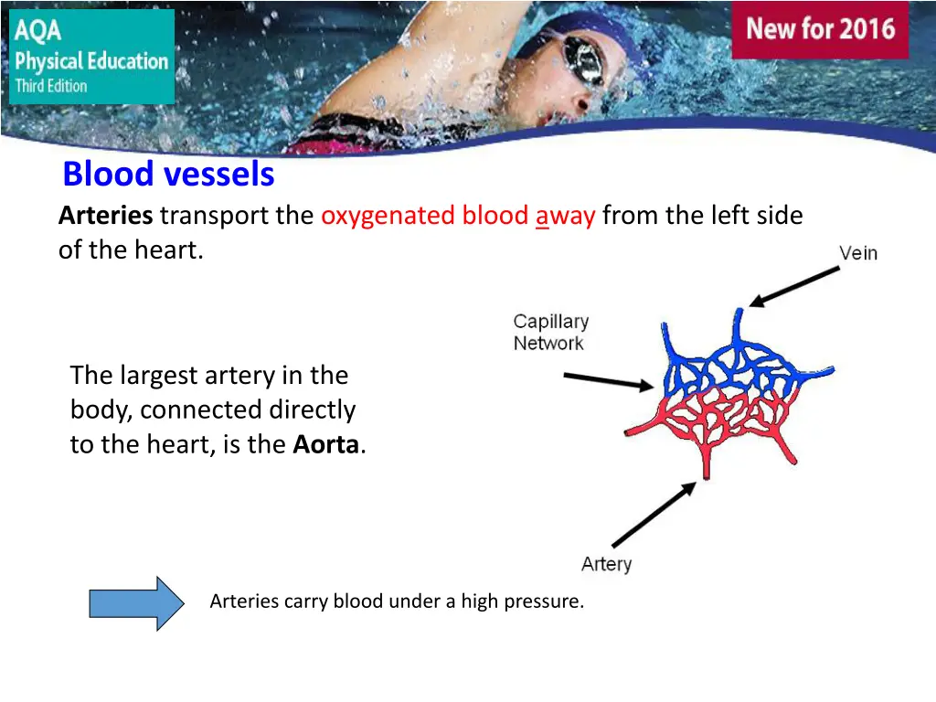 blood vessels 1