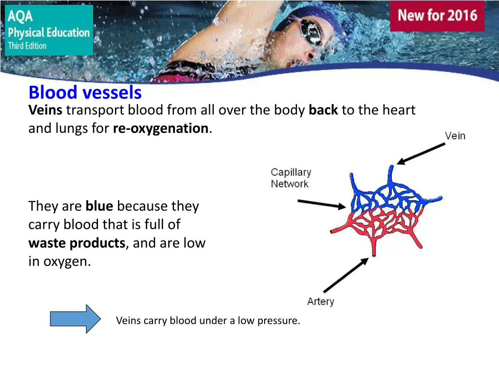 blood vessels 2