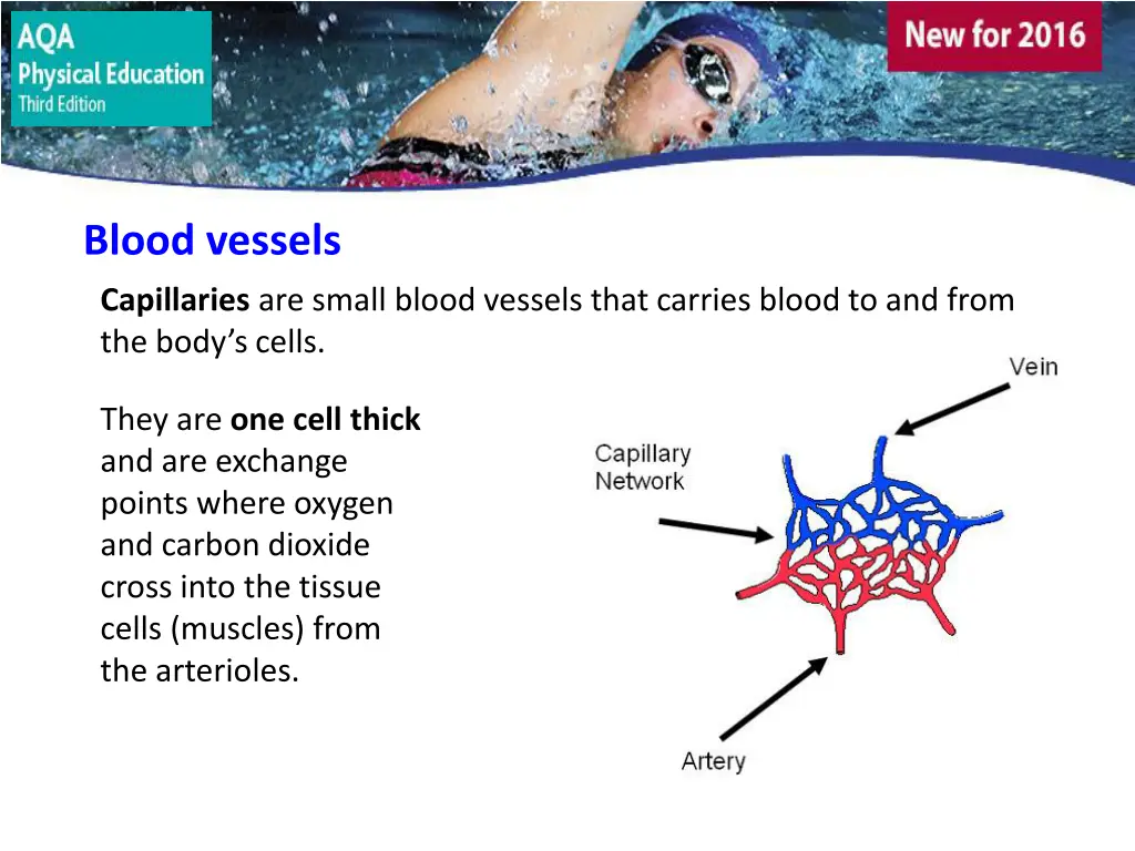 blood vessels 4