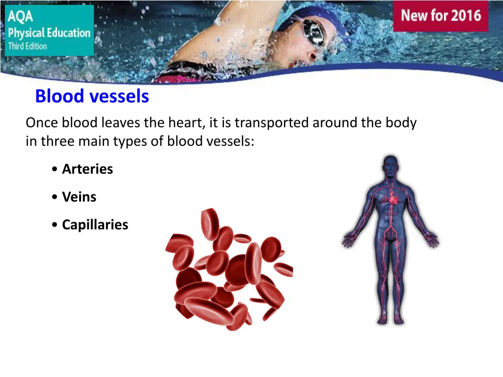 blood vessels