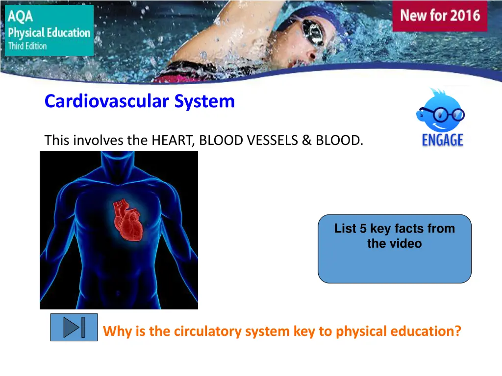 cardiovascular system