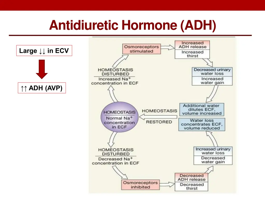 antidiuretic hormone adh