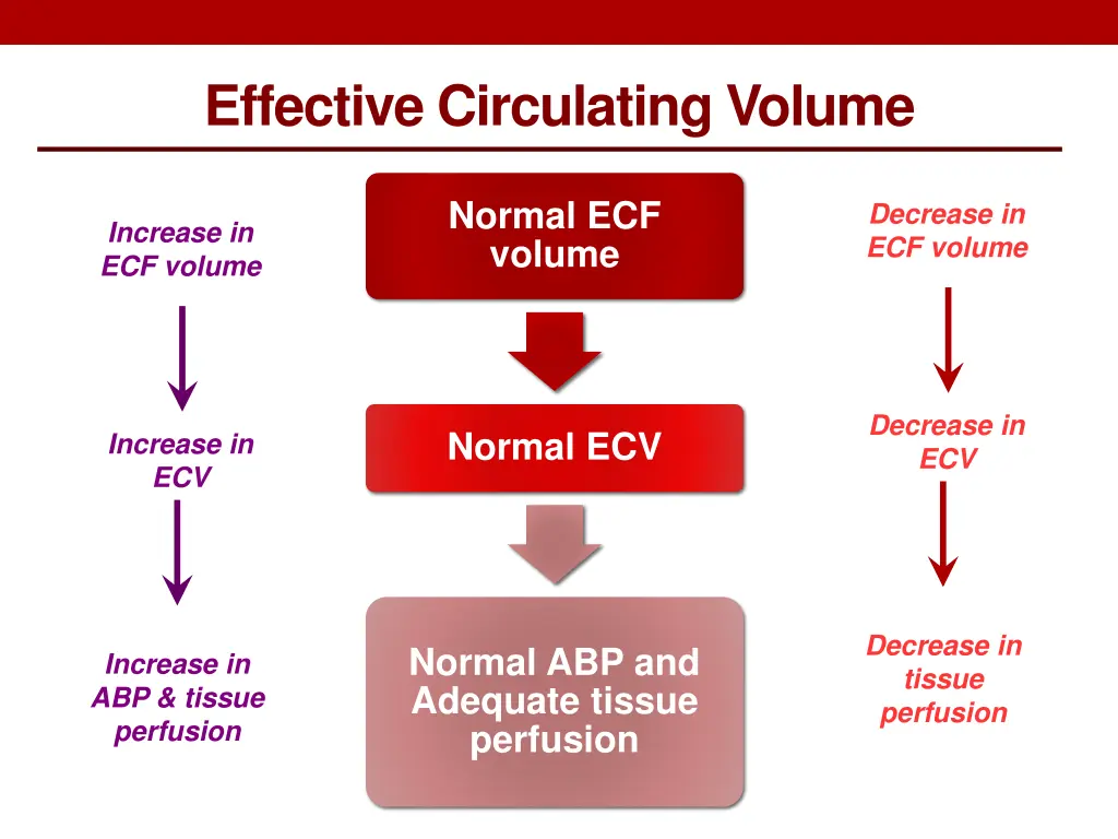 effective circulating volume