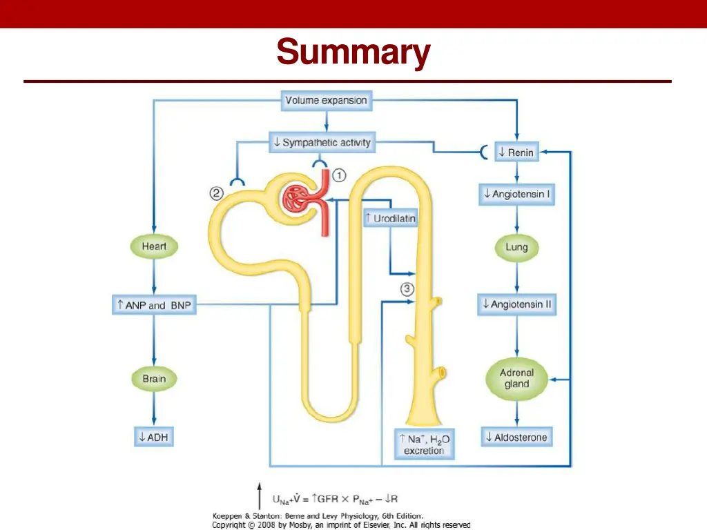 summary 1