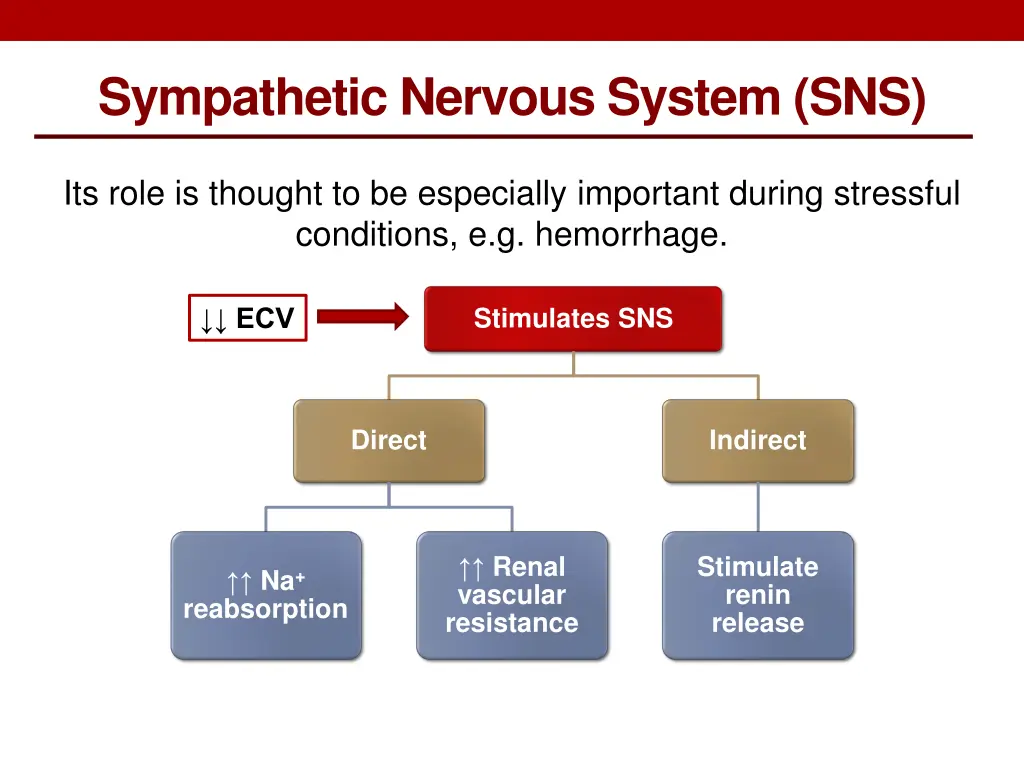 sympathetic nervous system sns