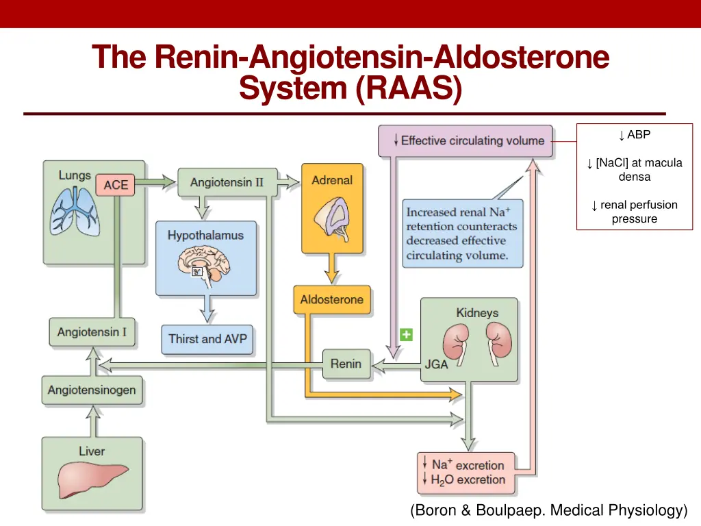 the renin angiotensin aldosterone system raas 1