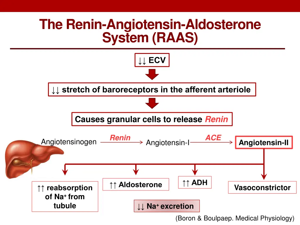 the renin angiotensin aldosterone system raas