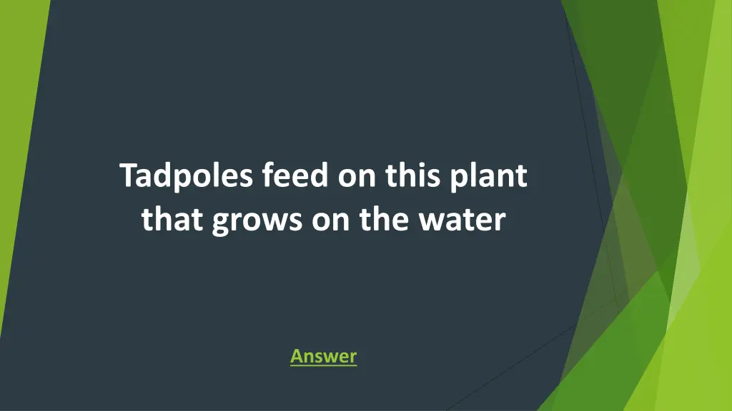 tadpoles feed on this plant that grows