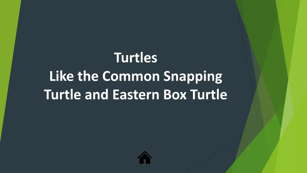 turtles