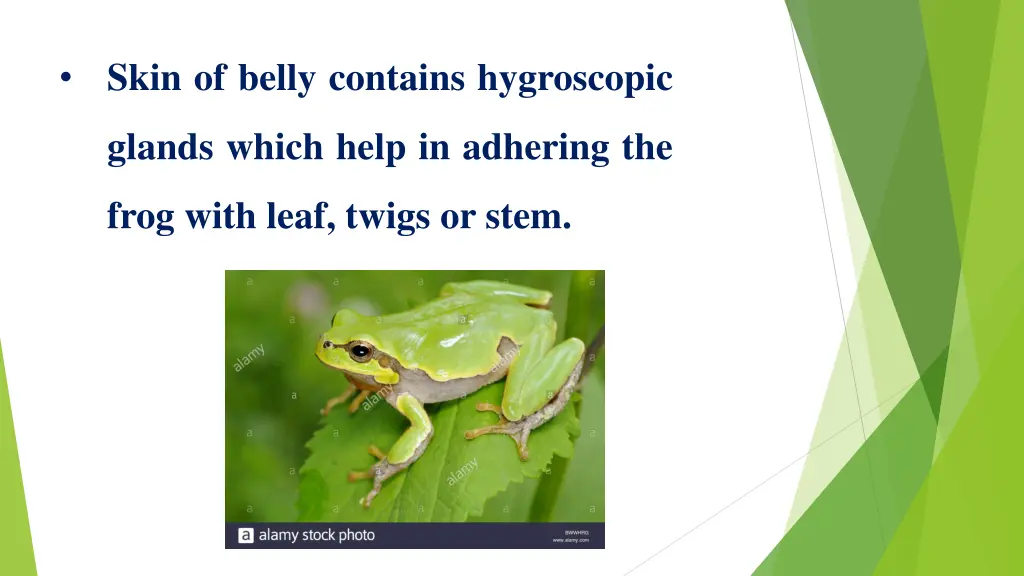 skin of belly contains hygroscopic