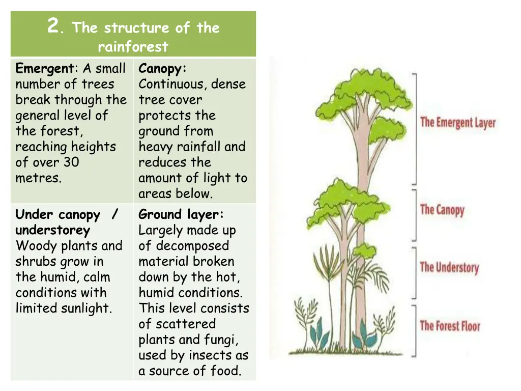 2 the structure of the rainforest emergent