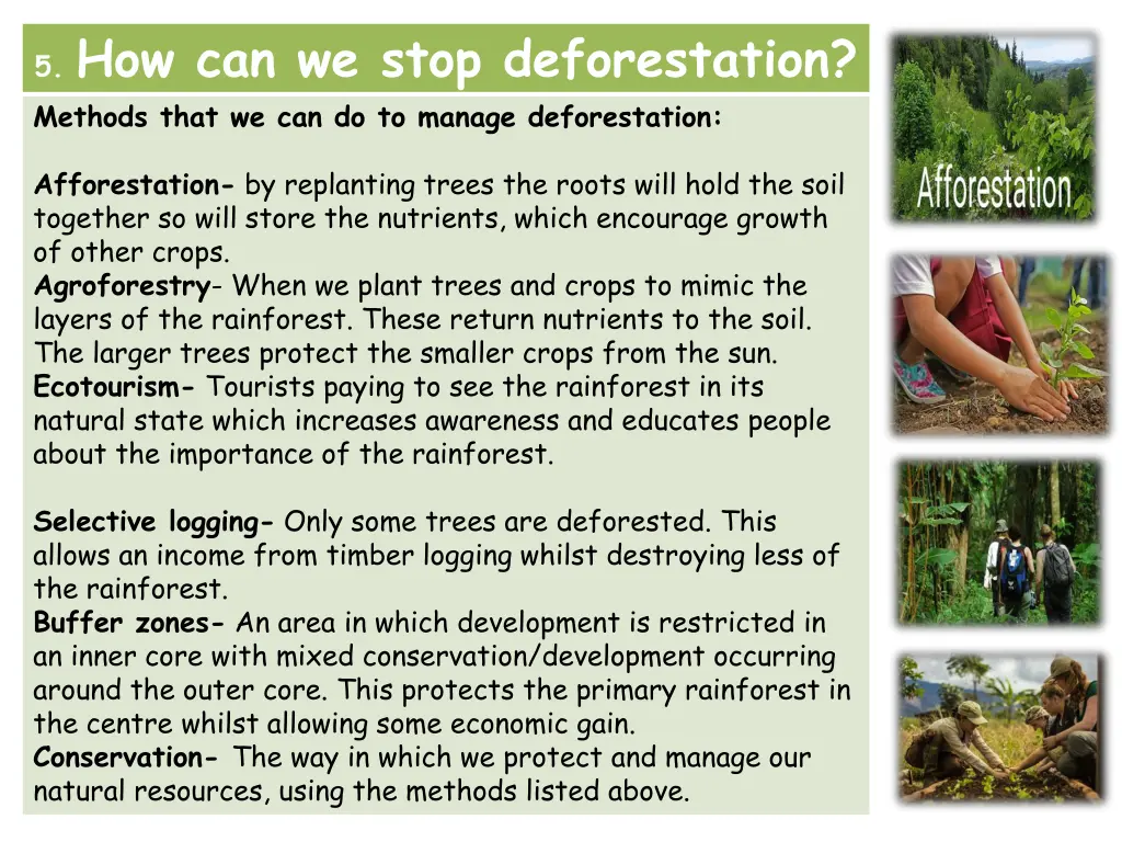 5 how can we stop deforestation methods that