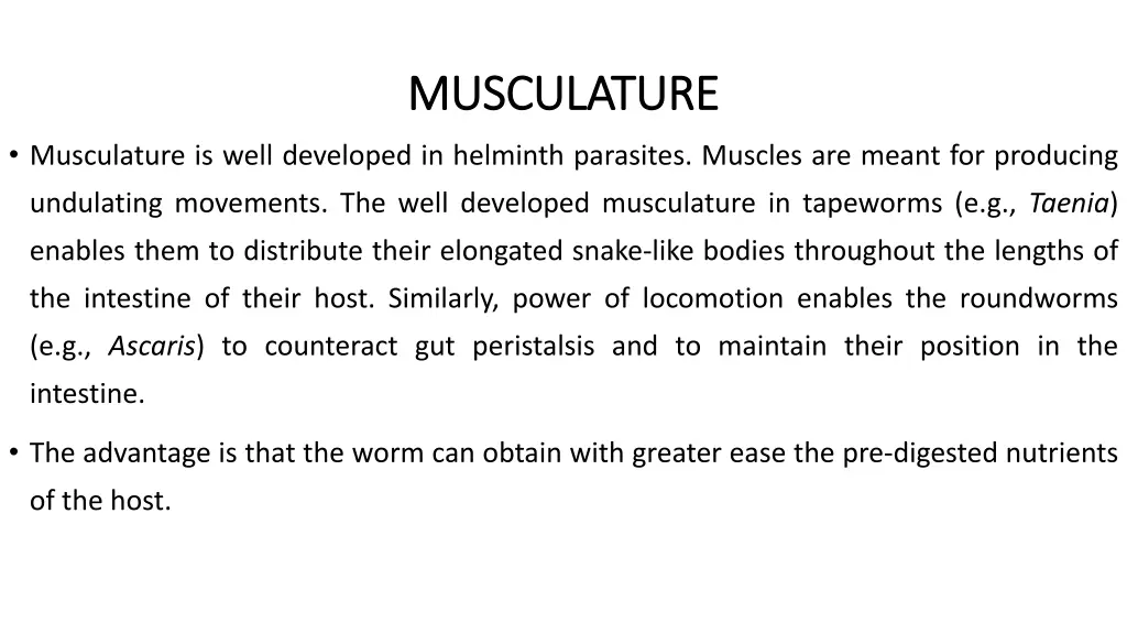 musculature musculature