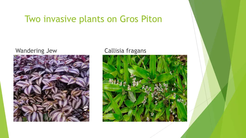 two invasive plants on gros piton