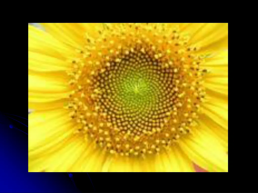 sunflower head displaying florets in spirals