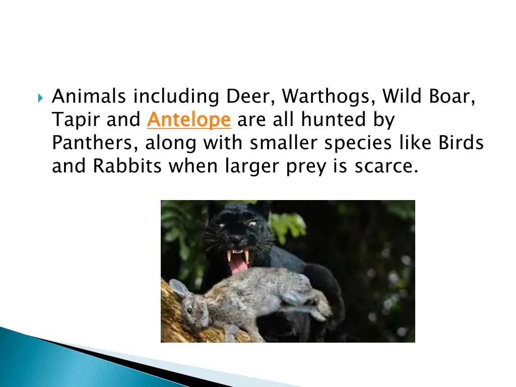 animals including deer warthogs wild boar tapir