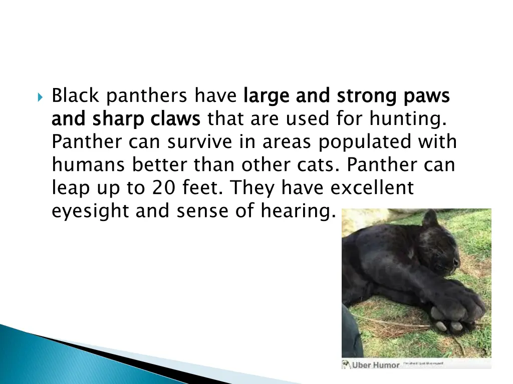 black panthers have large and strong paws