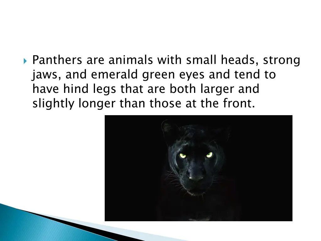 panthers are animals with small heads strong jaws