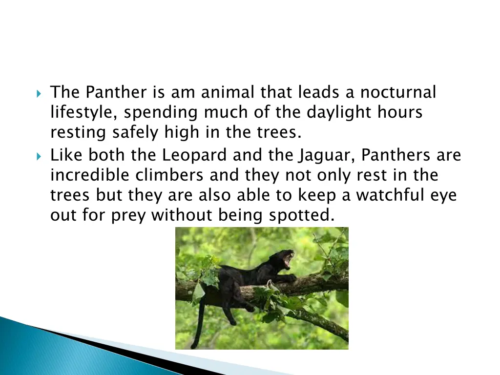 the panther is am animal that leads a nocturnal