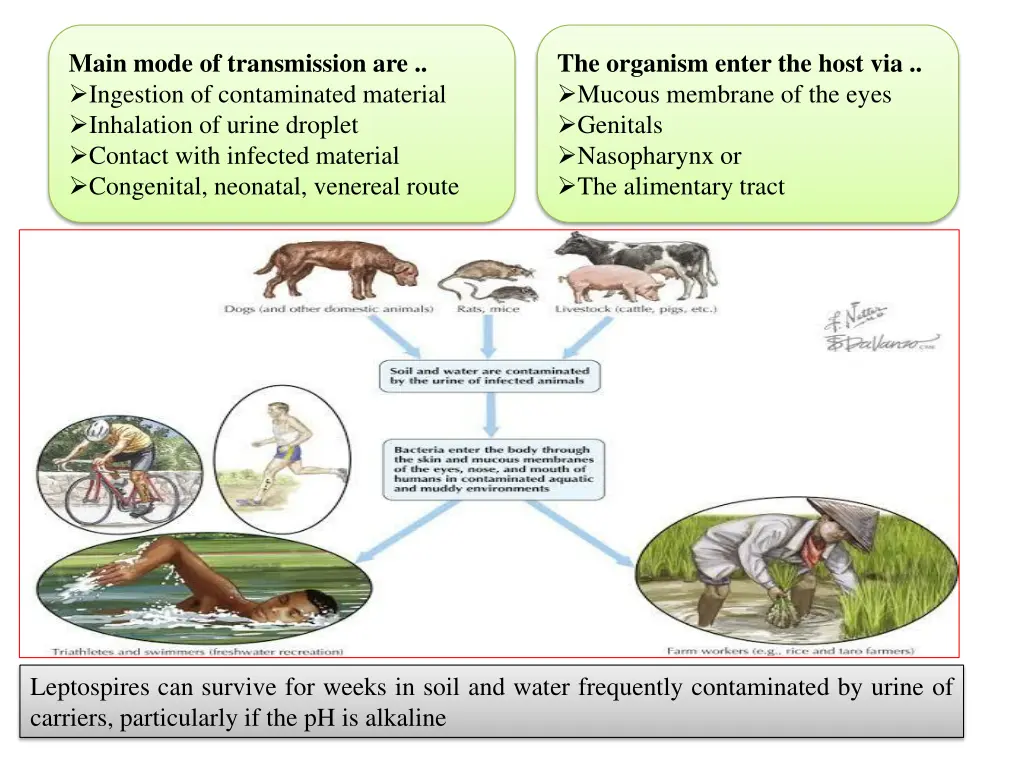 main mode of transmission are ingestion