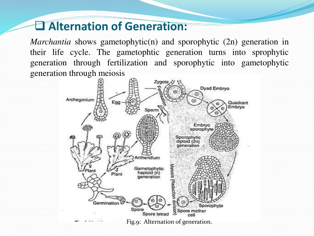 alternation of generation marchantia shows