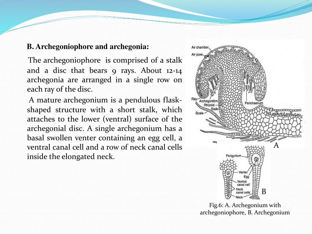 b archegoniophore and archegonia