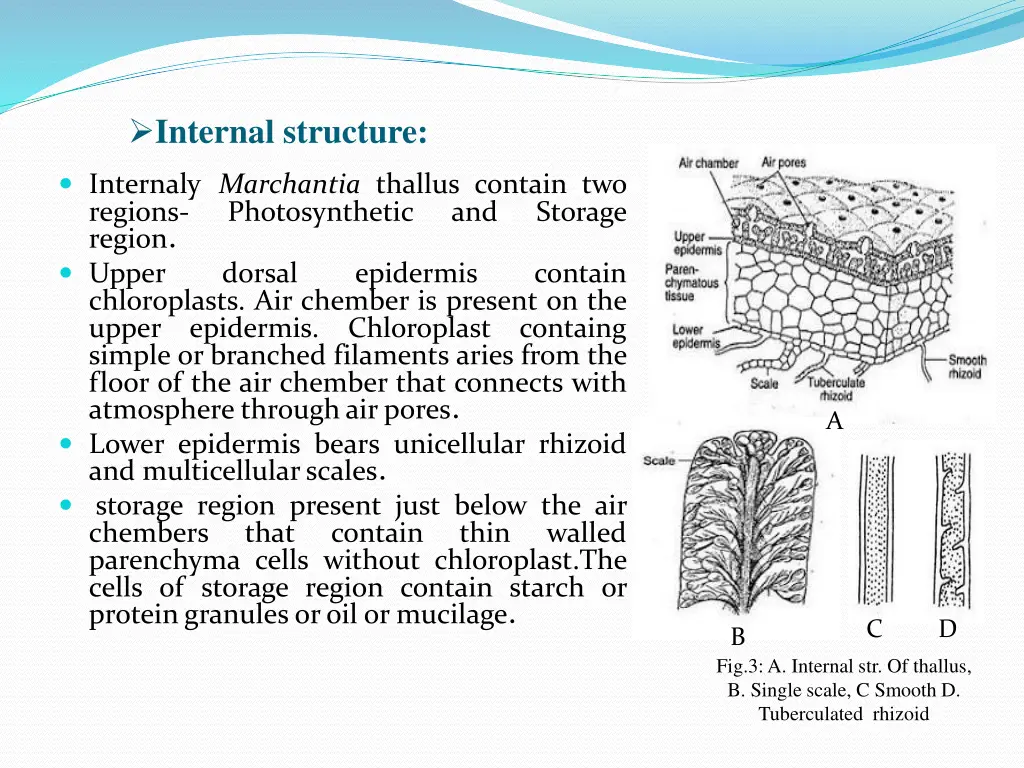 internal structure