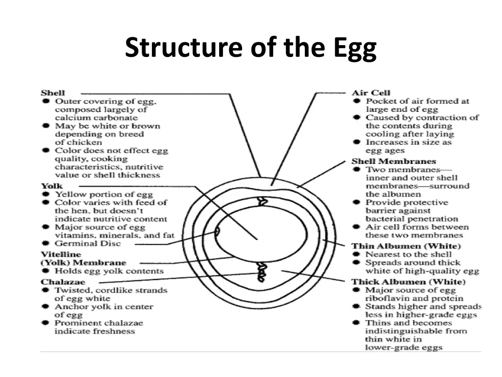 structure of the egg