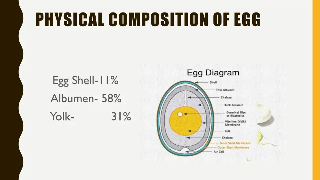 physical composition of egg