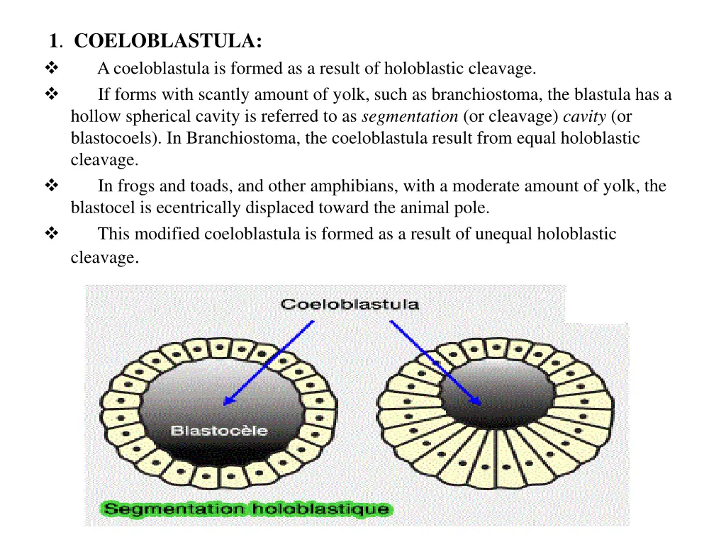 1 coeloblastula a coeloblastula is formed