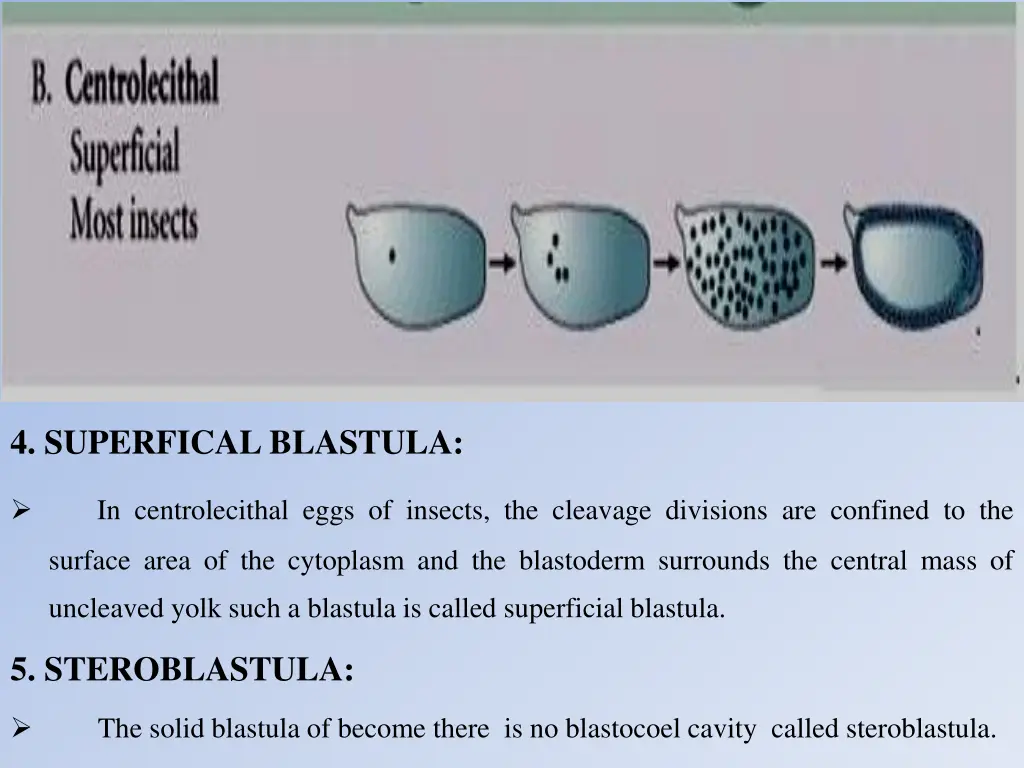 4 superfical blastula