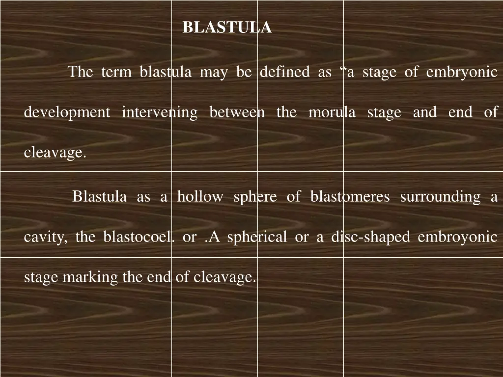 blastula