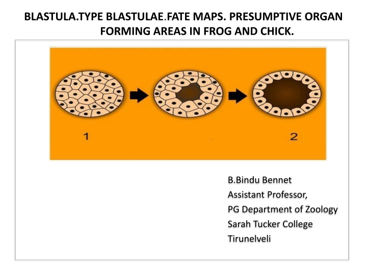 blastula type blastulae fate maps presumptive